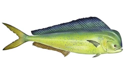 Mahi-Mahi