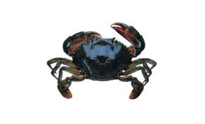 Mud Crab