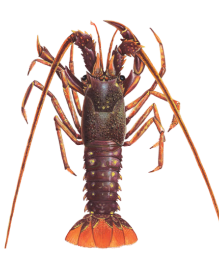 Pakistan Lobster